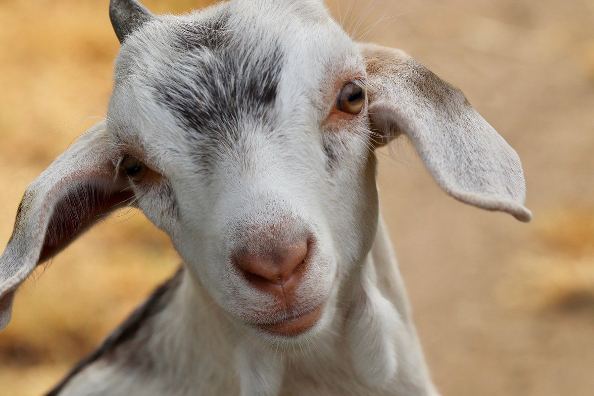 shoes for goats