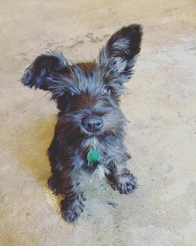 Opportunity Barks tweet media