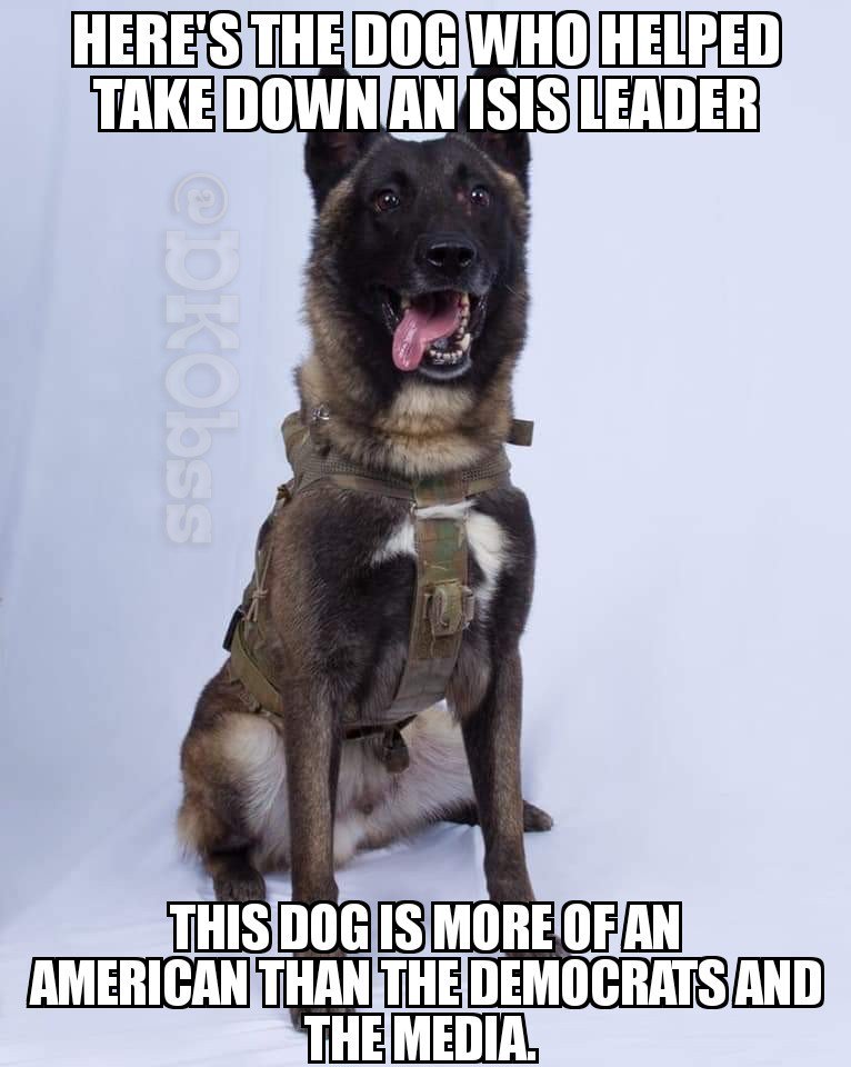 DKObss's tweet photo. Give him all the treats!
#DKO #DEVOTED♘ #trump #maga #dogs #ISIS #isiskiller #K9 https://t.co/gmZtiD8AMD
