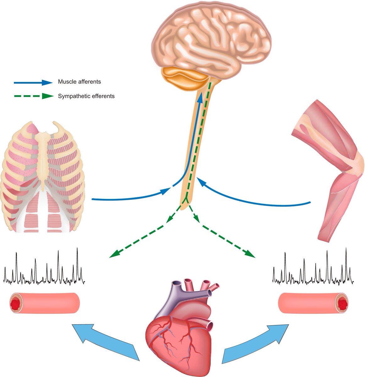 jploenneke's tweet photo. Interested in fatigue?

I recommend this paper...the competition of blood flow

Link: https://t.co/CJikVjgDTr https://t.co/JgQ3HRAQFb