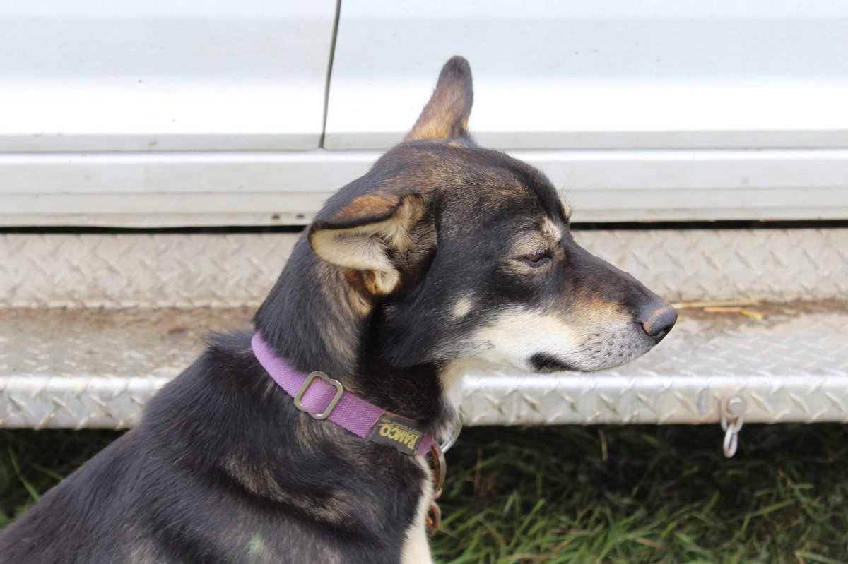 I know everyone wants more pictures of Boo and his feelings, so here are some never before seen pictures from Doty! And yet I STILL have more to come lol I may have a Boo problem.   #uglydogs