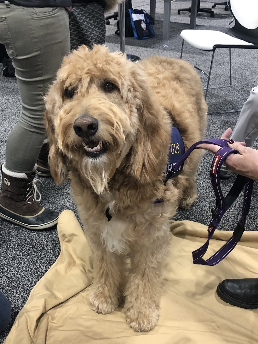 Come meet Gus the therapy dog at the Wellness Center! #ACEP2019