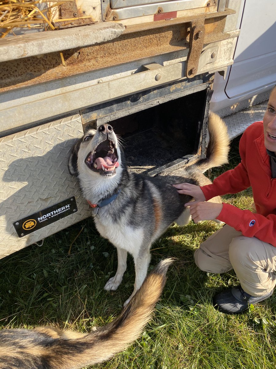 What do Pepe and Clem have in common besides DNA? They both LOVE butt scritches! Plz don’t ever stop.  #uglydogs