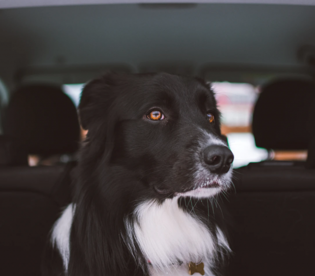 SerraChevrolet's tweet photo. What's the last adventure you took your dog on in your car? https://t.co/o3O60ZkfBU