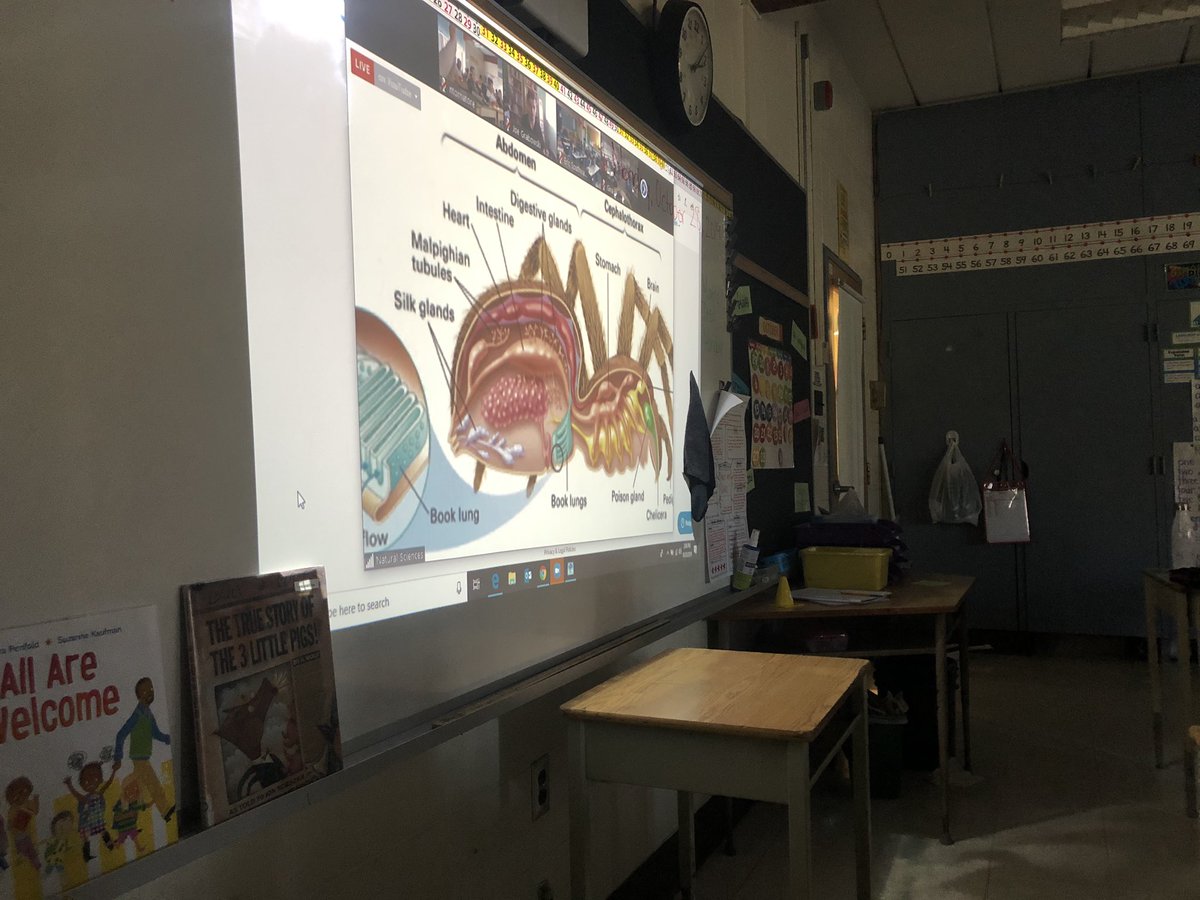 Mrs_Margie_'s tweet image. Our class is currently learning about some misunderstood animals through @EBTSOYP 🕷🐍 #livestreamlearning @tecsouthps