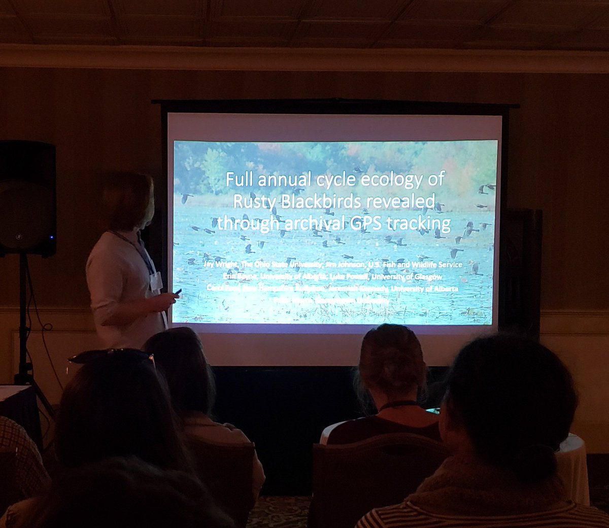 Association of Field Ornithologists (@fieldornith) on Twitter photo Migratory connectivity for Rusty Blackbirds demonstrated with GPS tags on birds from across North America - <a href="/rustyjaywright/">Jay Wright</a>. #AFOWOS19 #ornithology #migration @OSU_AvianEco Migratory connectivity for Rusty Blackbirds demonstrated with GPS tags on birds from across North America - <a href="/rustyjaywright/">Jay Wright</a>. #AFOWOS19 #ornithology #migration @OSU_AvianEco