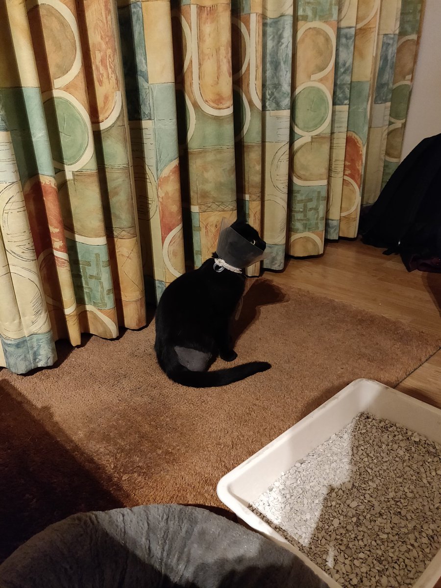 ScruffyBunnyNL's tweet image. Hey Twitter, I'd like to introduce you to my future roommate. She's still recovering from having a leg removed, but will soon be moving into Casa de Bunny. Her current name is Bella, but I will be assigning the name Pi to her.

#cat #blackcat #SheIsSoCute