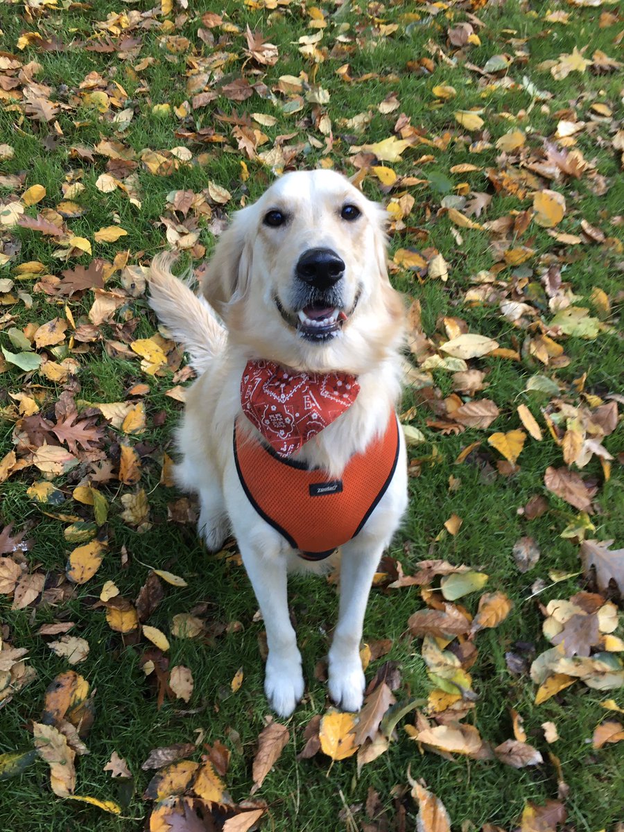 Tomandtoto's tweet photo. More #smiling faces and #wagging #tails with @AgeUKNorwich in @Waterloo_Park today 🙌🐾😊 #BeActive #connect #takenotice #keeplearning #pawsforwellbeing https://t.co/hkKRxeOjcB