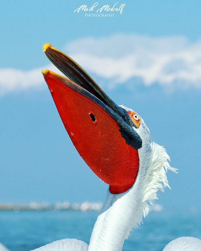 Come on you Reds ⚽️ #pelican #kerkini #bb_of_ig #allmightybirds 
#bestbirdshots #excellent_nature #earthcapture @wwfscotland
#thewildlifebiologist #Majestic_Wildlife_ #whywelovenature #birdsofinstagram #wildlife_inspired #yourscotland #wildlife #birdseli… ift.tt/2pke8ec