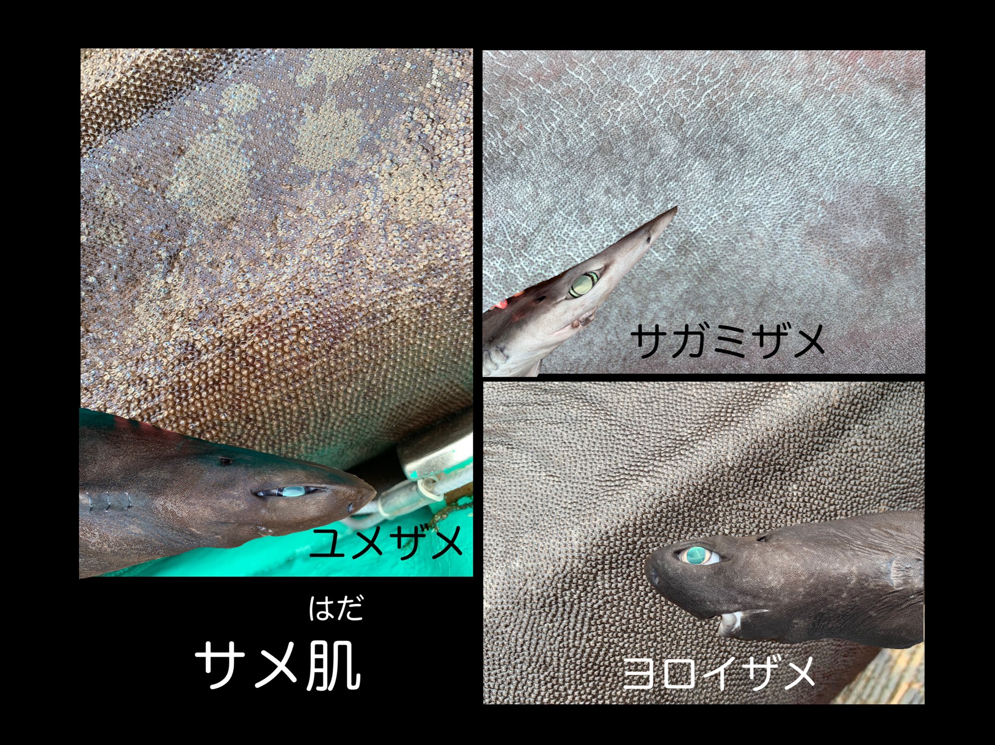 シャークジャーナリスト沼口麻子 ほぼ命がけサメ図鑑 ユメザメのサメ肌でヒゲは剃れますか シャークジャーナリスト 沼口麻子 T Co Dfjzesghps