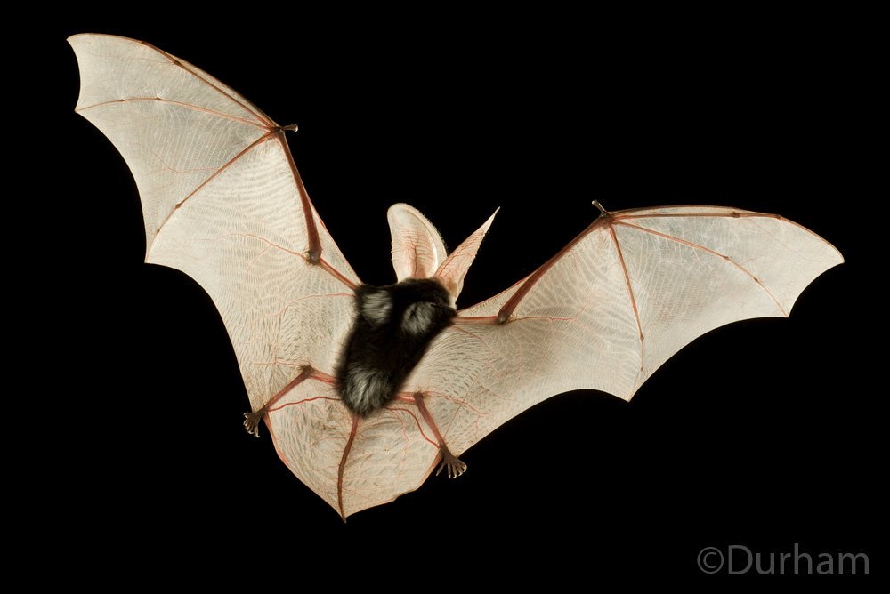 are bats blind are bats blind