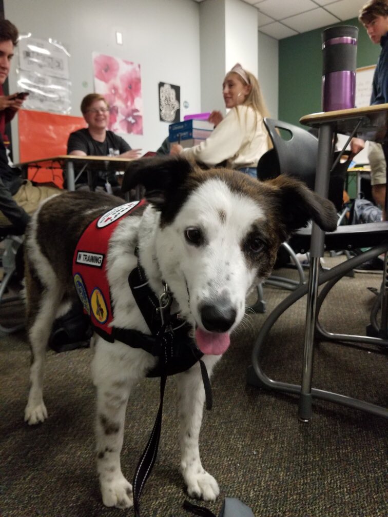 Loving my job <a href="/HumbleISD_KPHS/">Kingwood Park HS</a>! Be jealous all other therapy dogs because I work at the best school around! #lovemyfamily #WeAreKPark