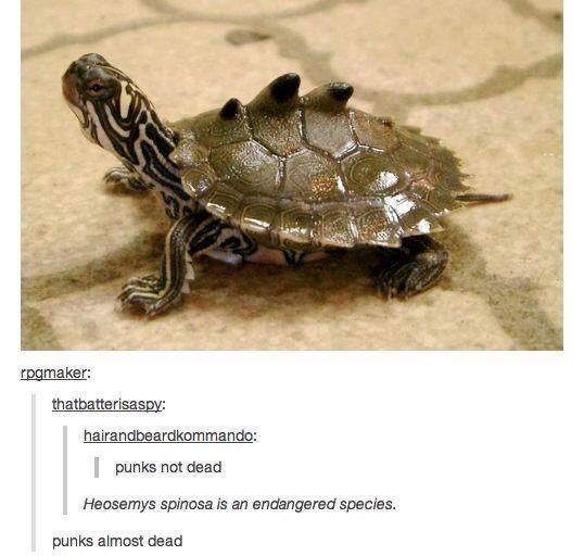 TAGforTurtles's tweet photo. Don’t let punk die!!! The Spiny Turtle is considered to be at a very high risk of extinction in the wild. We need to protect these punk icons! #Turtles #Turtle🐢 #turtlelove #turtlepower #TooManyTurtles #TurtleTweets #punk #punksnotdead #punkrock #punkturtle #TMT #WeLoveTurtles https://t.co/xBuvGVD82Z