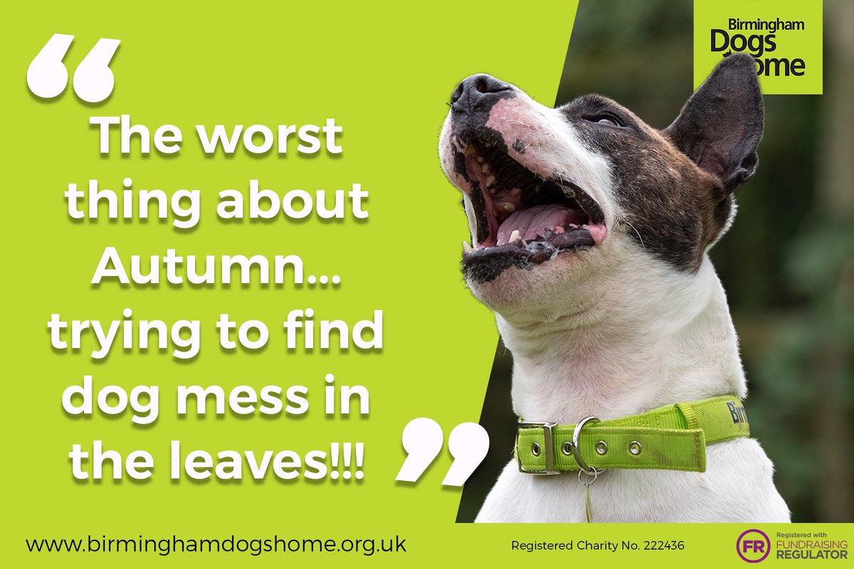 BhamDogsHome's tweet photo. Hands up who has suffered from this!! #bdh #birminghamdogshome #autumnproblems https://t.co/AmO0E9xUJw