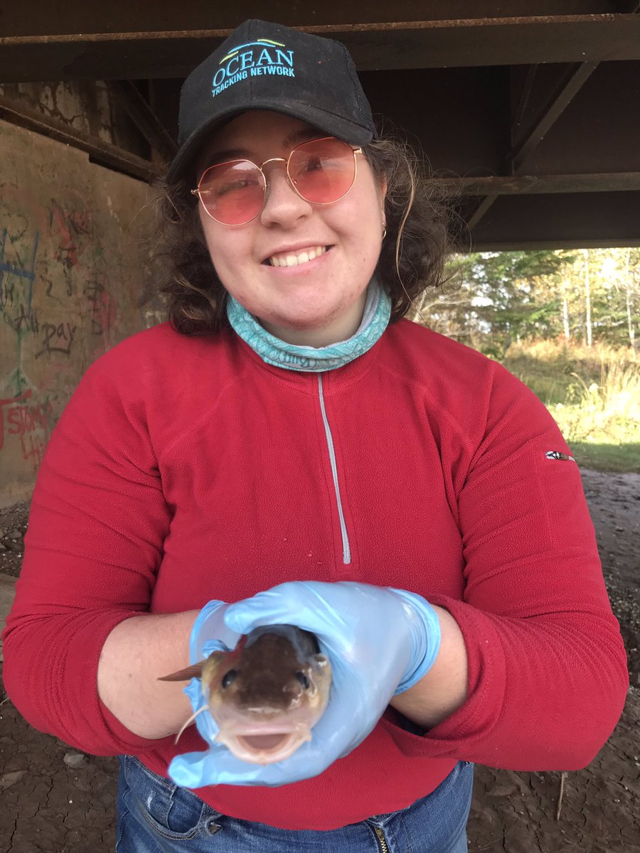 Acadia Coastal Ecology tweet media