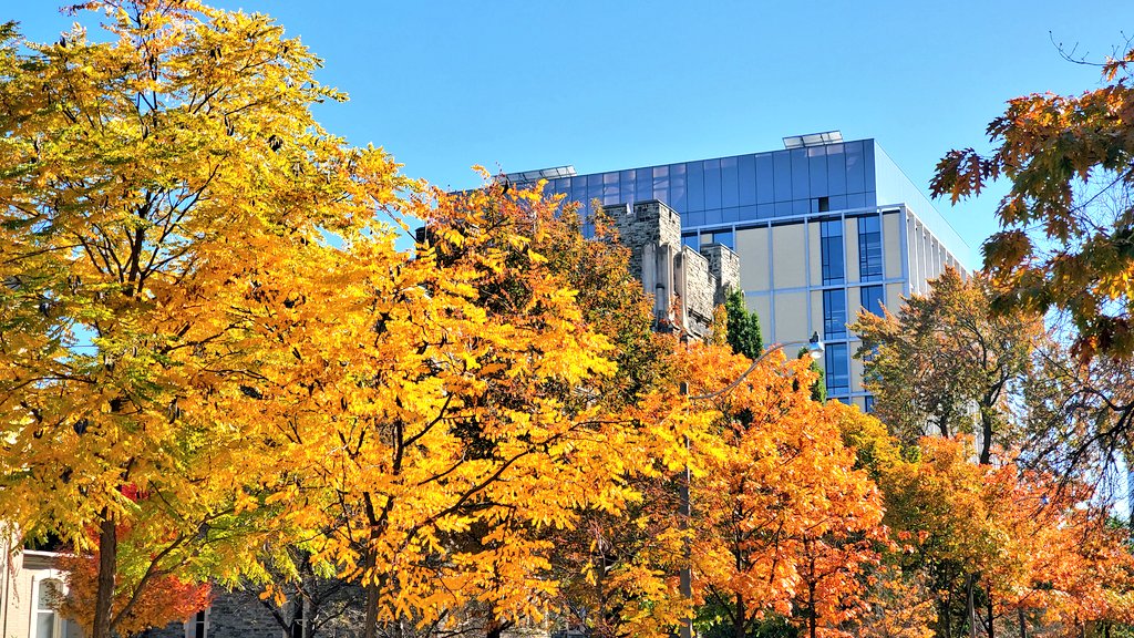 ChiragVariawa's tweet photo. Lots of beautiful Autumn colours on #uoft campus today!
#fallcolours #uoftengineering #myhal https://t.co/funOmnRsk9