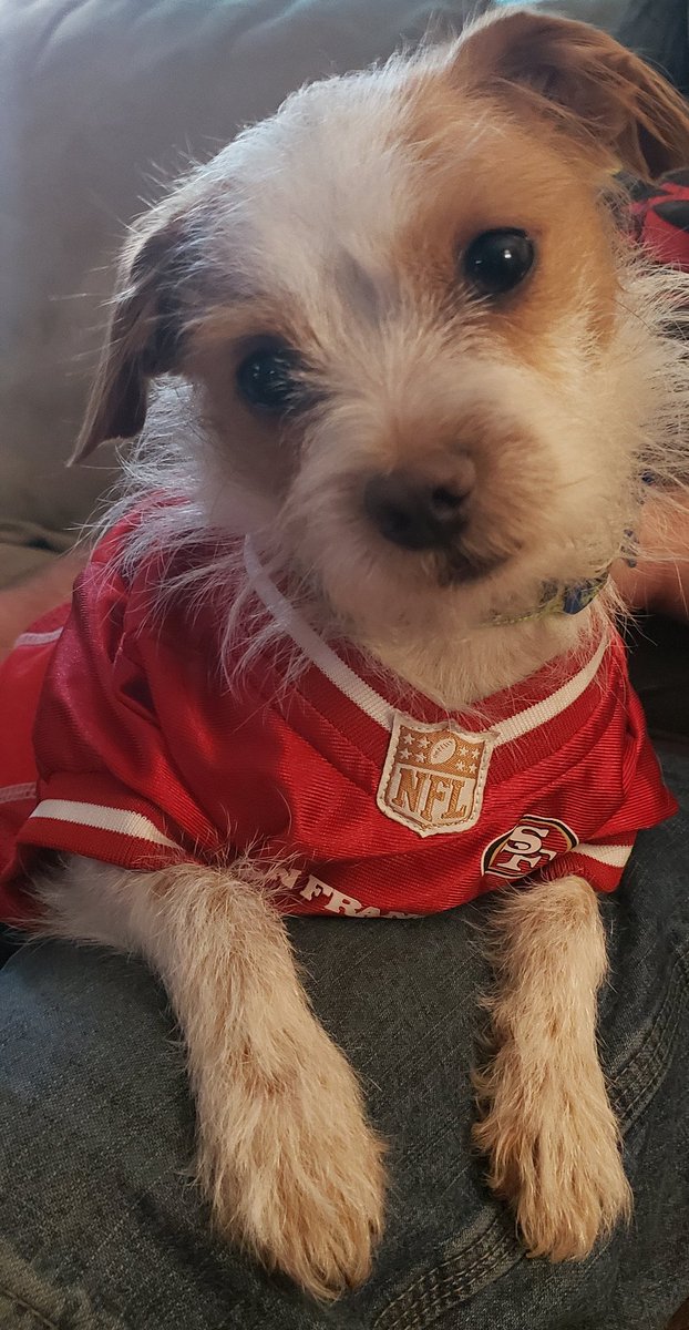 Puppy power wins again
