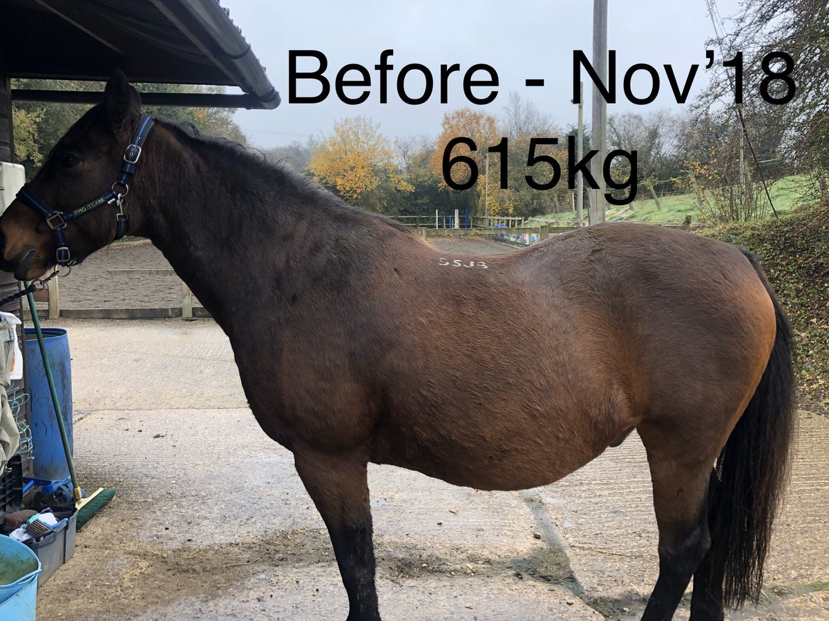 emmastevenspara's tweet photo. River is celebrating his incredible weight loss. At camp yesterday we had him weighed and he weighed in at 542kg. An incredible improvement on the 615kg he was this time last year! Here is his before and after pictures!! That’s 11.8% of his body weight! #poweredbythunderbrook https://t.co/pPYH9iviC0