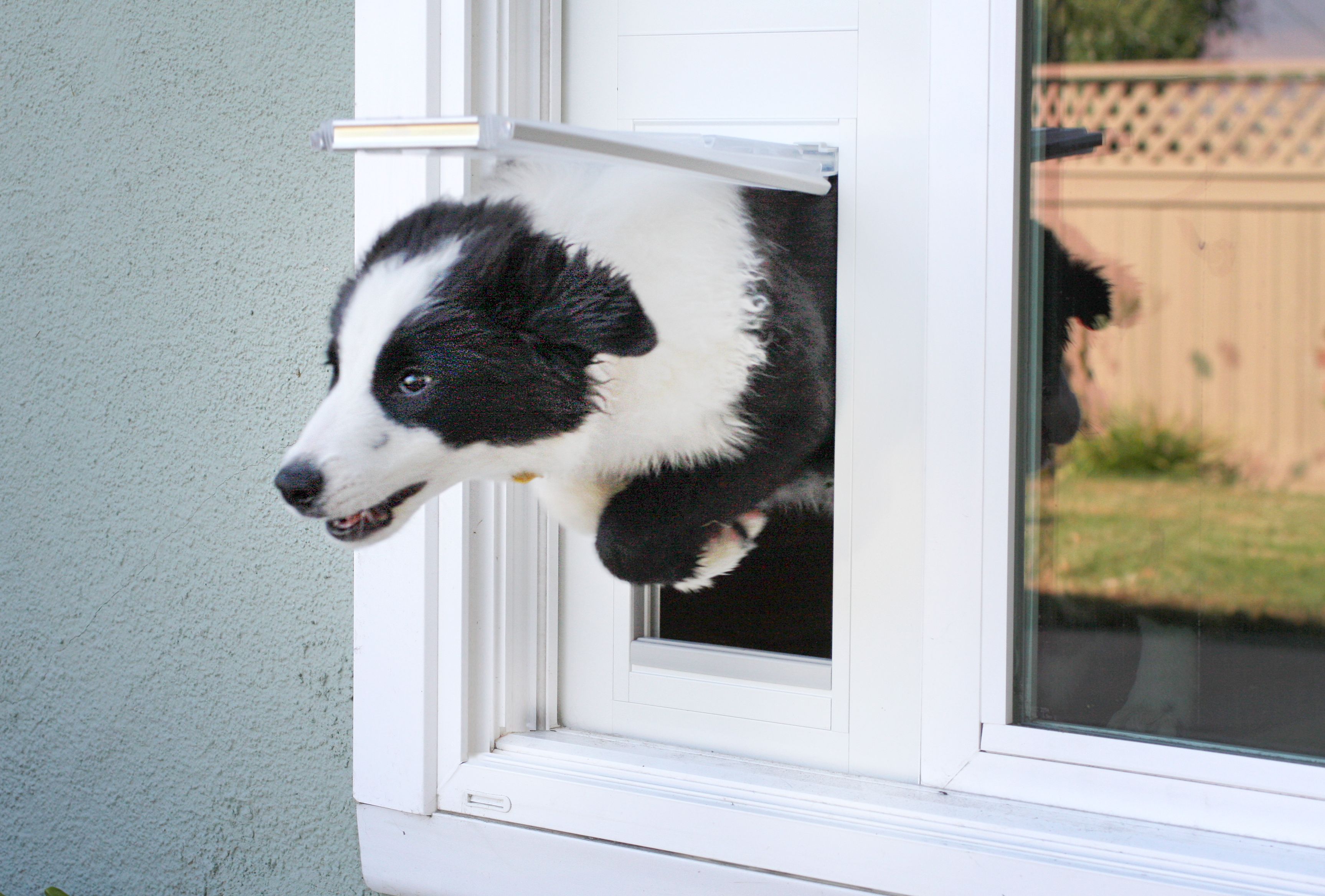 Dog doors for clearance rentals