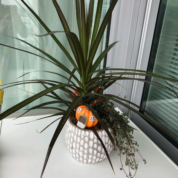 GrowItMobile's tweet photo. 🎃We're not only celebrating creepy plants but containers as well! Thank you community member "bdjessica94" for sharing your #Haunted container! What plants help your container look spooky? Download GrowIt! and join the conversation! #GetFeatured https://t.co/BPb46PepPG