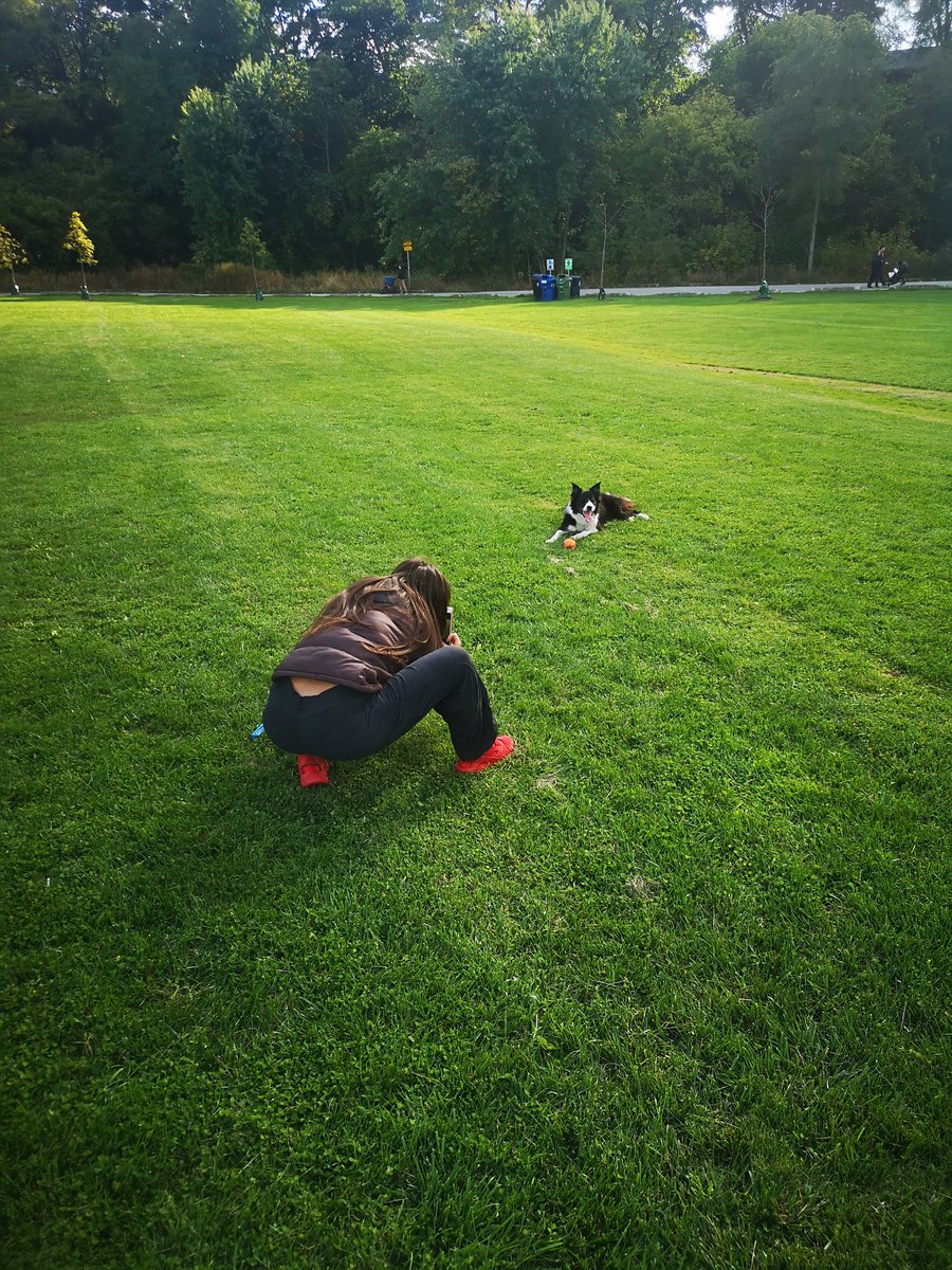 Chicacollie's tweet photo. I have a new trainer pal, her name is Renee and she own's #liveoffleash Live Off Leash and trains both me & Dad. 🐾💩👍 I'm so lucky to have Renee, I love her❤️ ... now throw me that ball. #bordercollie @Chicacollie https://t.co/8nPts78xKC