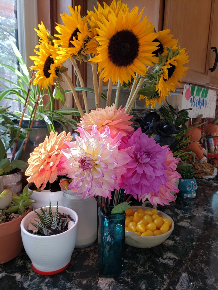 CapeCodGarden's tweet photo. I am so sad to see the warmer temps come to an end @BrenHaas I planted the #Dahlia tubers late. Luckily #MooPooTea @GreenSoil helped them along! #gardenchat #dahliachat https://t.co/g8xnkKPcT0