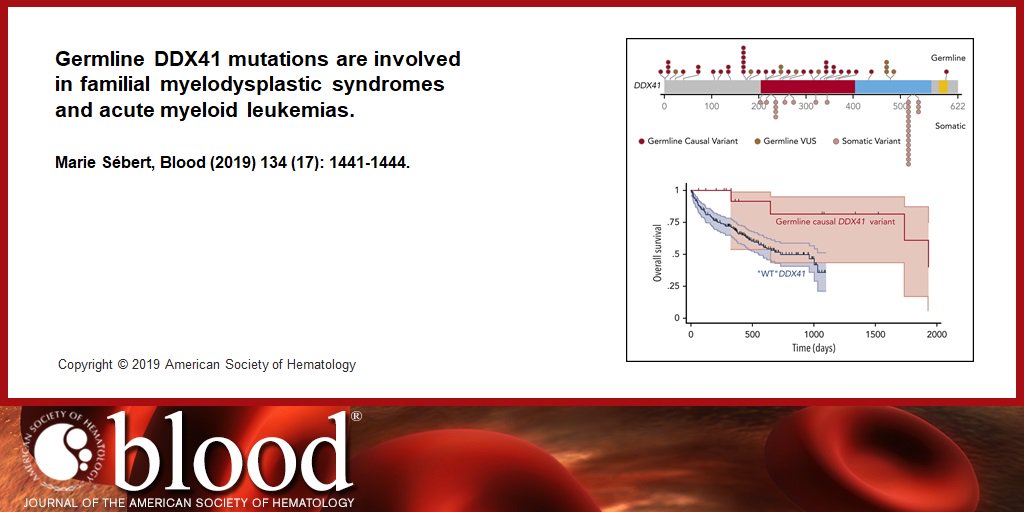 BloodPortfolio's tweet photo. Germline DDX41 mutations define a significant entity within adult MDS/AML patients https://t.co/IpZedOagp9 https://t.co/TLLTX5F8D2