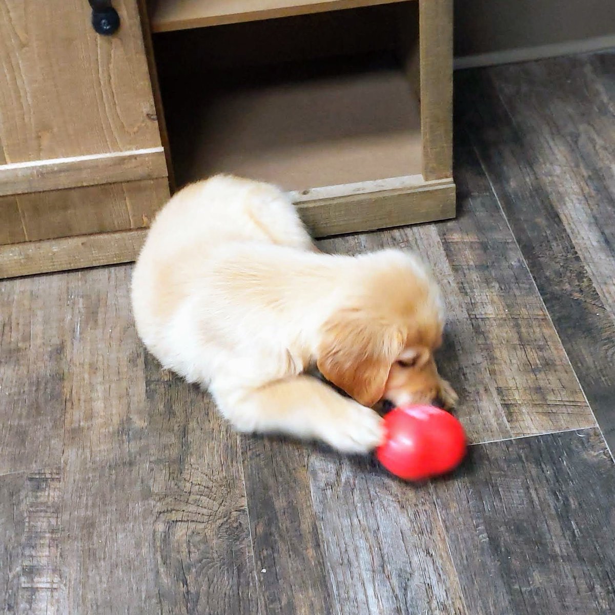 k9direction's tweet photo. Boomer https://t.co/003q0xV426