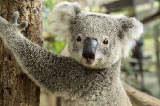 MSBProgram's tweet image. Koalas are at higher risk for chlamydia due to a gammaretrovirus. Recent research into this #virus found there may be adaptive immune functions specific to certain genetic sequences. buff.ly/2IMBjnQ