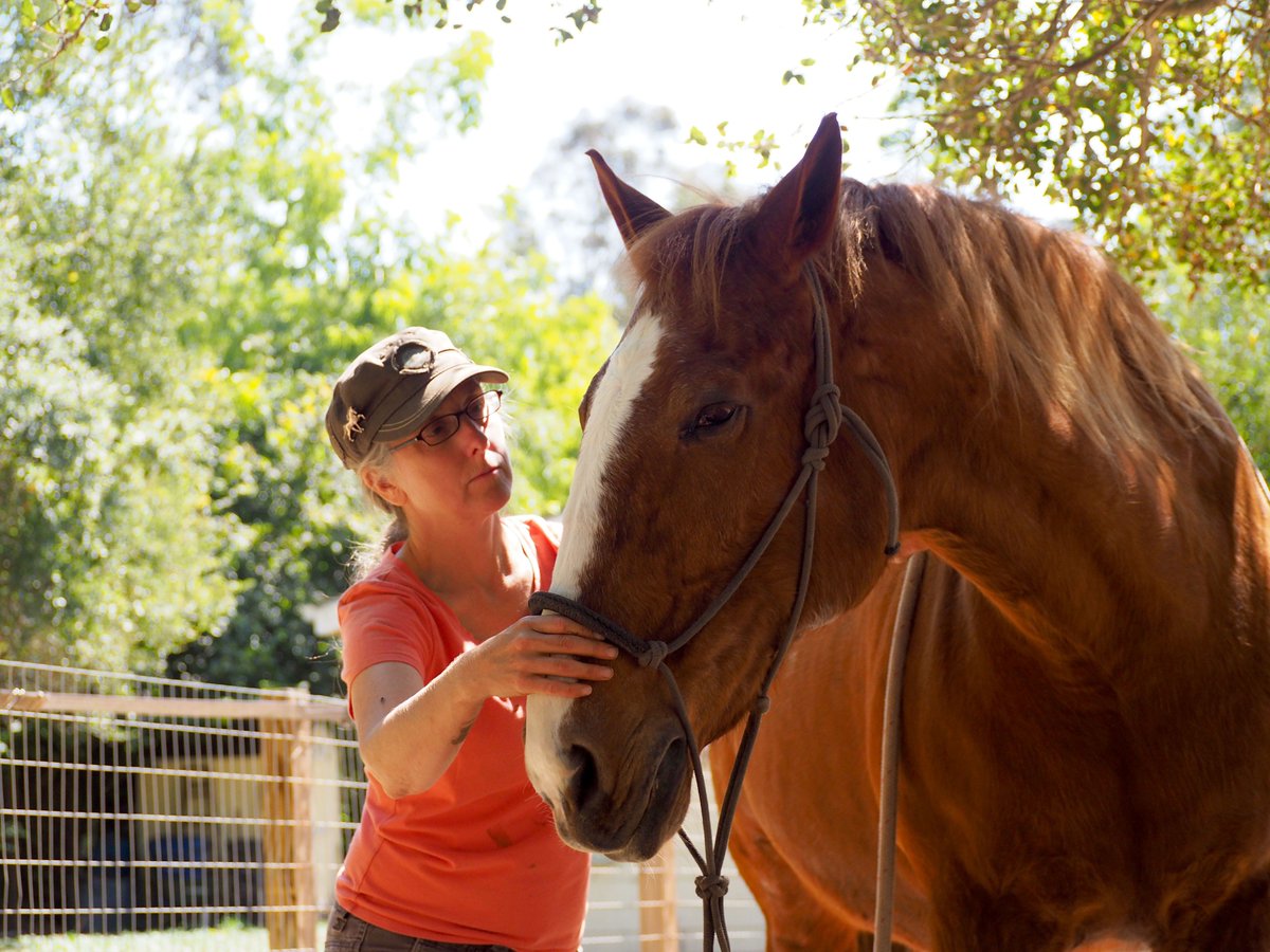 MastersonMethod's tweet photo. Do you want to strengthen the bond with your horse? The #MastersonMethod #BeyondHorseMassage #WeekendSeminar is the key to a new level of understanding and #communicating with your horse.
Register today to save your spot in a seminar: https://t.co/GqAdB3nqHR https://t.co/57vu5P2RHB
