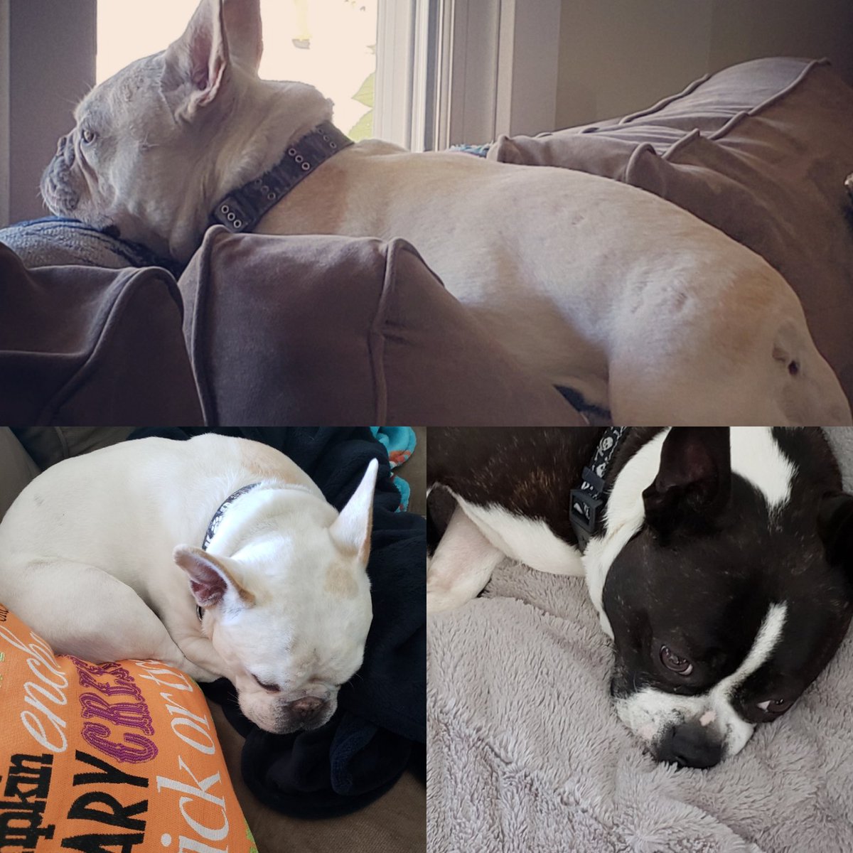 It's a dog's life here at my place. #spoileddogs #naptime #bostonterrier #FrenchBulldog