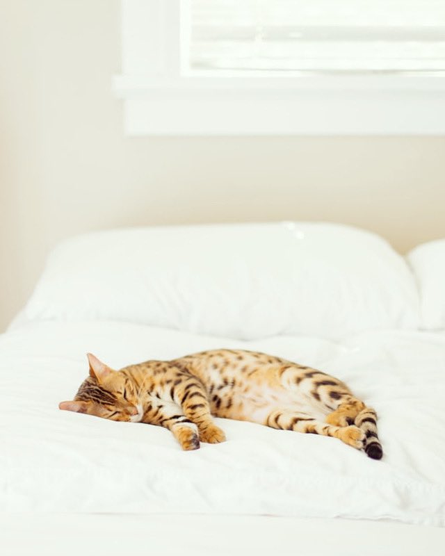 BaxterSarah3's tweet photo. “Play hard, nap hard” is Chewie’s life motto. #monday #lazy https://t.co/FQqBw4Xuvb