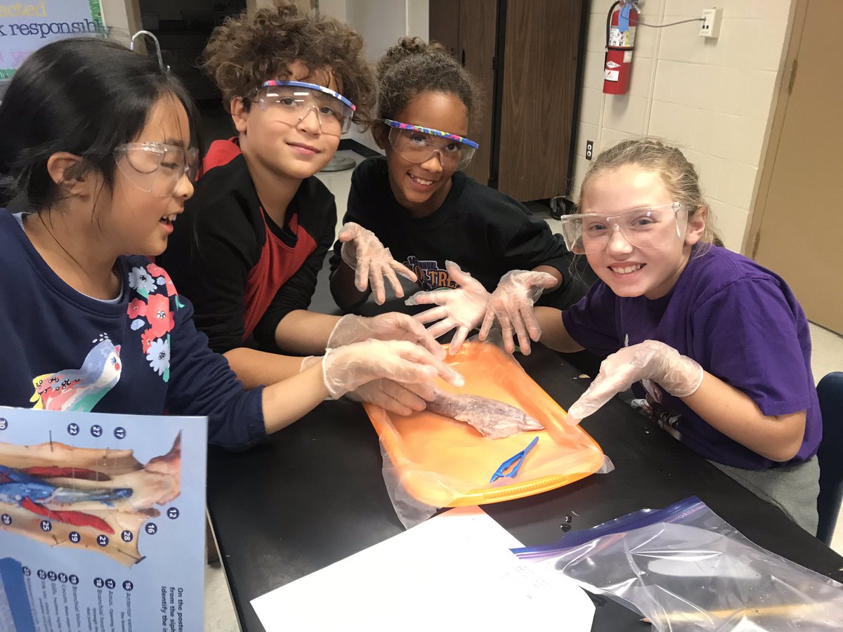 Susan Howard (@sfyuskhoward) on Twitter photo It’s squid dissection time again and this group of “doctors” is ready! <a href="/McNeillAdmirals/">W R. McNeill Elementary</a> It’s squid dissection time again and this group of “doctors” is ready! <a href="/McNeillAdmirals/">W R. McNeill Elementary</a>