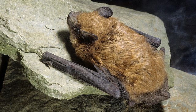 NebraskaNRCS's tweet photo. Nebraska has 13 #bat species. All are insectivores that can eat up to half their body weight in insects each night! #BatTastic #BatWeek #BatsAreTheBomb (photo from @UNLExtension) https://t.co/o4gq8BOudM https://t.co/4fyIFtA84A