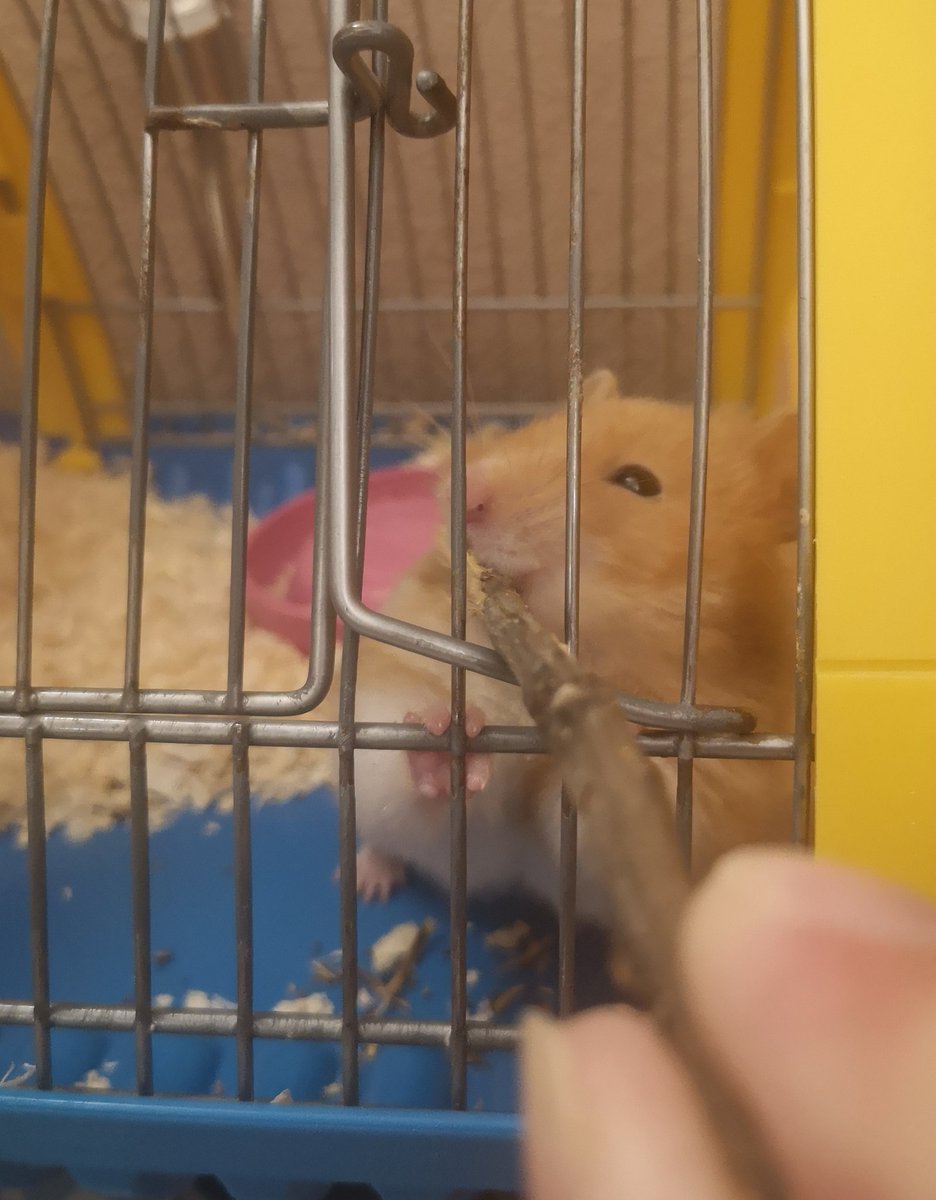 TheGrantPerkins's tweet photo. #Twoie's new favourite game is playing tug of war through her cage bars with a twig. She's not beaten me. Yet. https://t.co/PuUxwgv8zH