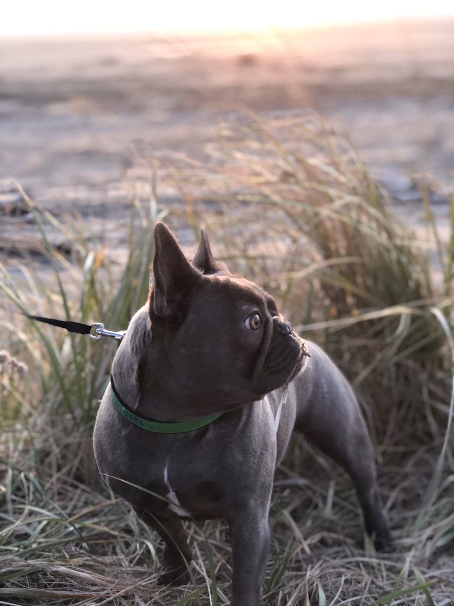 STRIKER French Bulldog (@strikerfrenchie) on Twitter photo Beautiful baby girl ๐ฅฐ๐ <a href="/StrikerFrenchie/">STRIKER French Bulldog</a> #frenchiesofinstagram #frenchie #frenchie1 #frenchiepuppy #frenchies #frenchielove #frenchie_photos #frenchies1 #frenchielife #frenchies_ #frenchbulldog #bluefrenchie #bluefrenchies #pnw #pnwdogs #ocean #oceanshores #oceanshoreswa #beach Beautiful baby girl ๐ฅฐ๐ <a href="/StrikerFrenchie/">STRIKER French Bulldog</a> #frenchiesofinstagram #frenchie #frenchie1 #frenchiepuppy #frenchies #frenchielove #frenchie_photos #frenchies1 #frenchielife #frenchies_ #frenchbulldog #bluefrenchie #bluefrenchies #pnw #pnwdogs #ocean #oceanshores #oceanshoreswa #beach