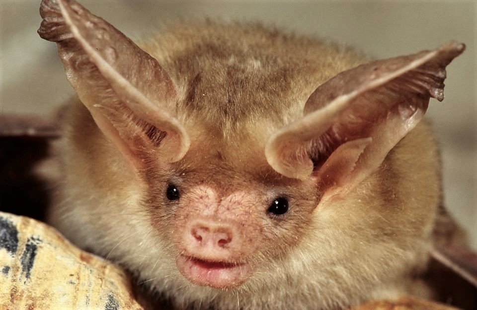 It's #BatAppreciationDay! Grand Canyon is home to one of the highest bat diversities anywhere in the United States, providing habitat to 22 species of bats! A small pallid bat can eat up to 5,000 insects per night. Bats provide pest control! > go.nps.gov/gc-bats (545) #Bats