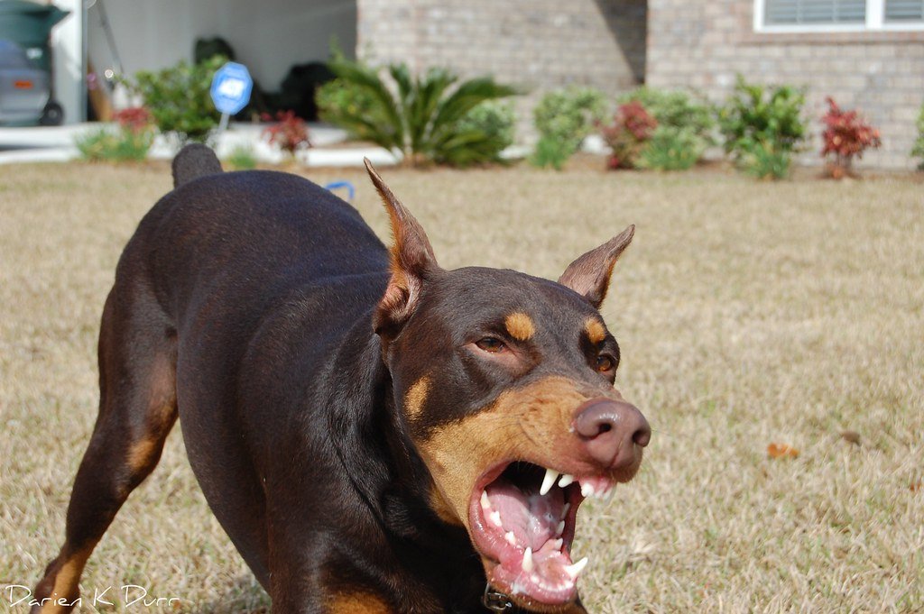 DPRK_News's tweet image. Hero Dog "Savage Gyeong" is awarded Red Banner of Merit, Third Class, for preventing escape of class enemies into south Korean puppet state.