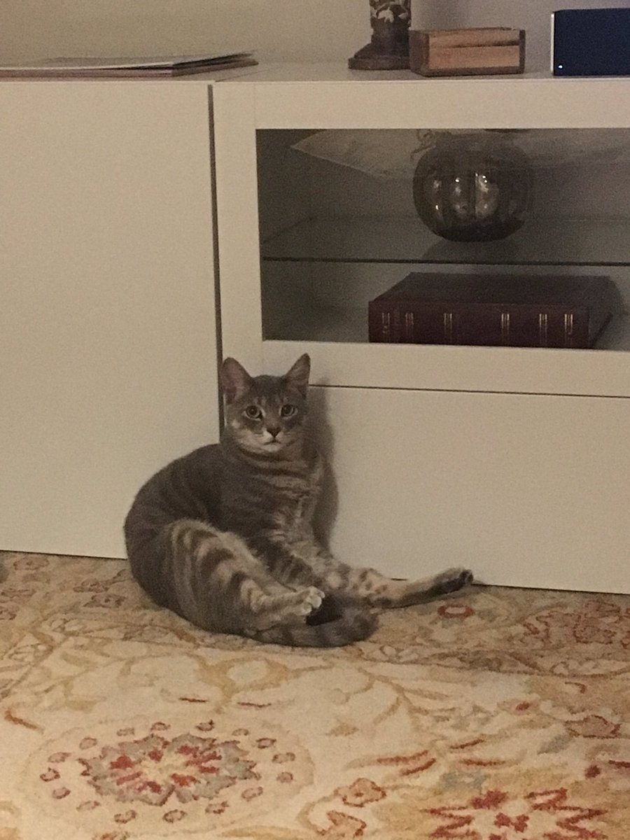 Declassifying this cat.