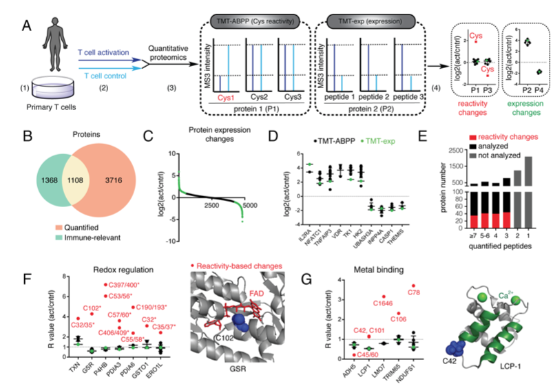mmw_lmw's tweet photo. #ChemicalProbes for #ImmuneFunction | A Global map of #Cysteines in Primary #Human_T_cells | >3000 found that can be modified covalently by electrophilic small molecules | Ben Cravatt @scrippsresearch @biorxivpreprint https://t.co/ieKH2Y6e61 https://t.co/hTSzYyWxoZ