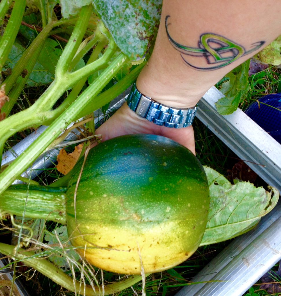 This_is_LH's tweet photo. Came home from work & had to rehang the gutters on the back side of the house so I checked on the little pumpkin I've been growing! #HandyAF https://t.co/zXakJWm1rI