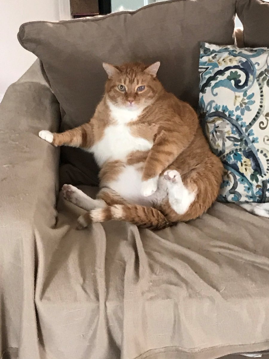 gus tweet media