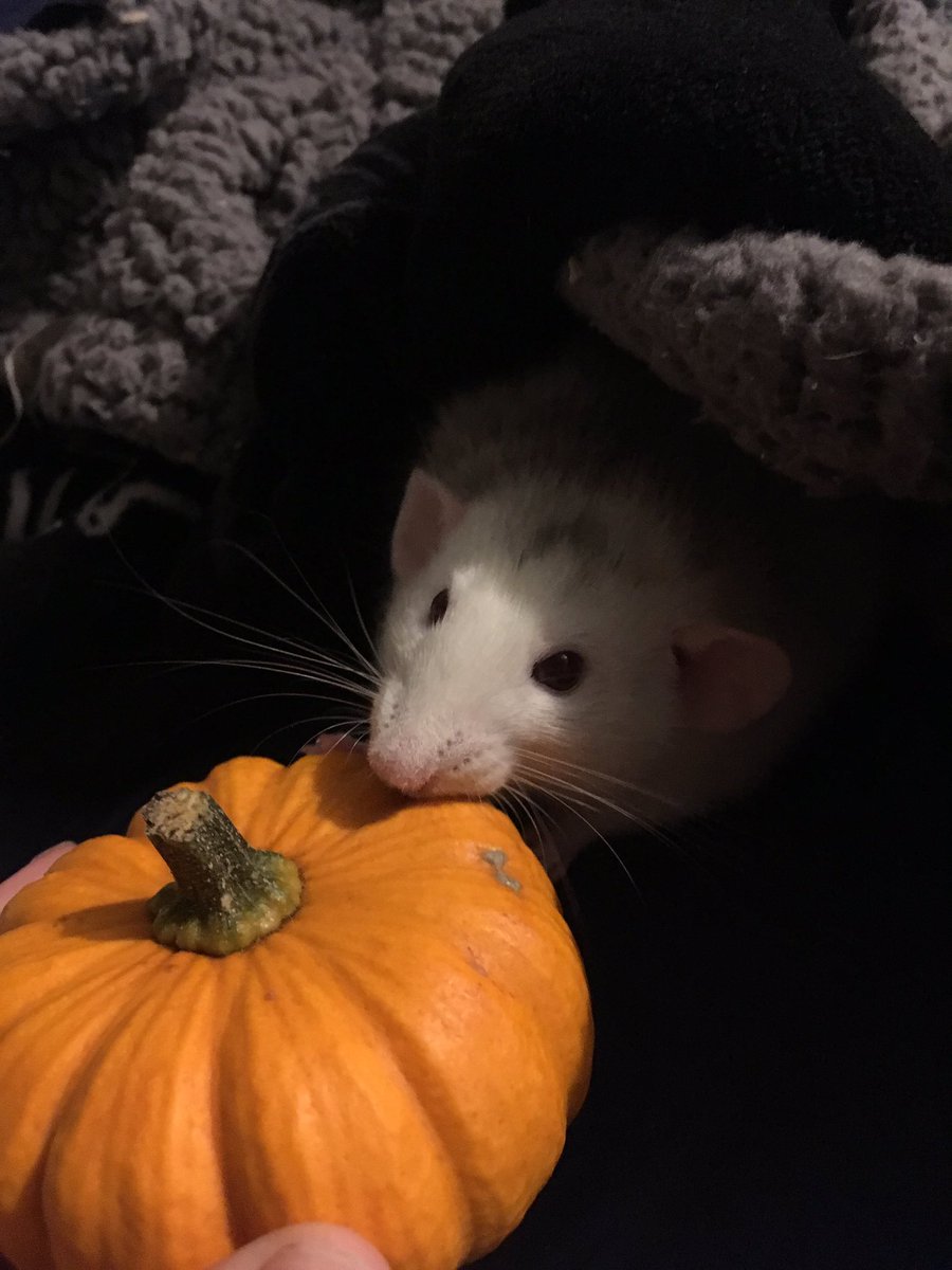 Ratagerie's tweet photo. So it’s that time of year again! #whoyagonnacall? #squashbusters #iaintafraidofnorodents #pumpkinsforrats https://t.co/cUohx2gb4r