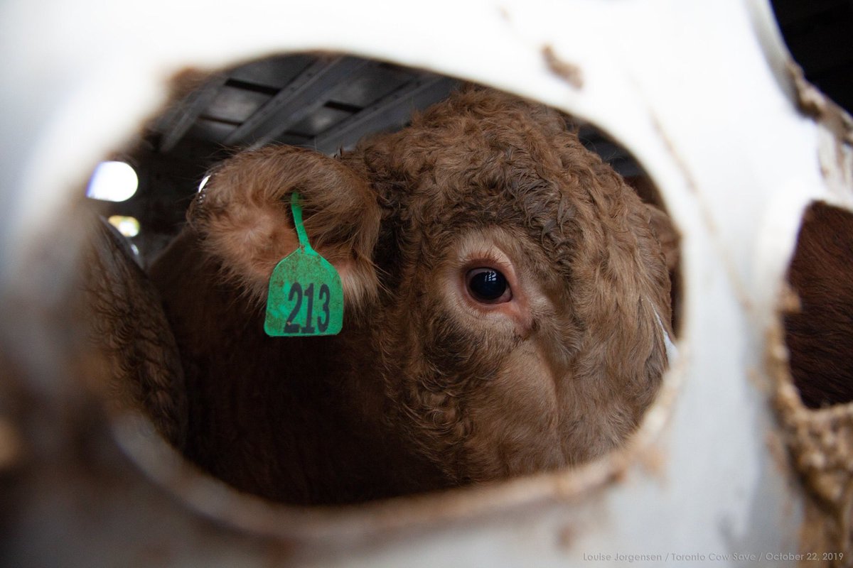 TorontoPigSave's tweet image. I am not number 213!

💔🐮💔

#vegan