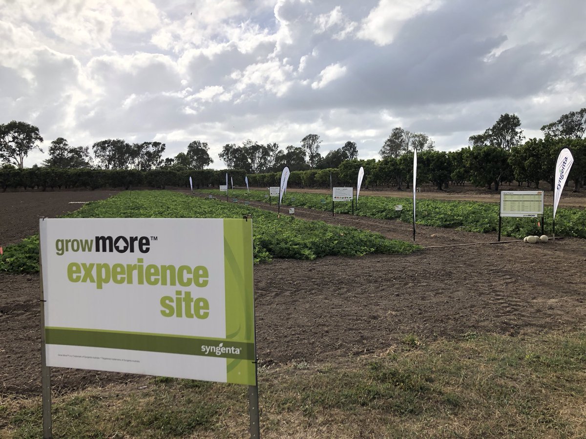 Growers and advisors will be joining us today at our GrowMore site in the Burdekin to look at recent hort innovations and a new mode of action for the control of silver leaf whitefly, thrips and aphids, Minecto Forte #growmore <a href="/SyngentaANZ/">Syngenta ANZ</a>