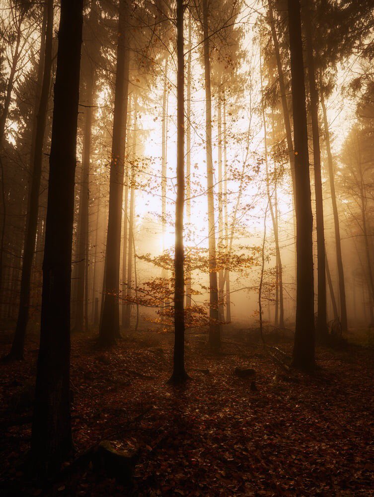 PAltmuhltal's tweet photo. Waldspaziergang bei Sonnenaufgang #Wellheim im #Altmühltal https://t.co/b6FgmjTkvf