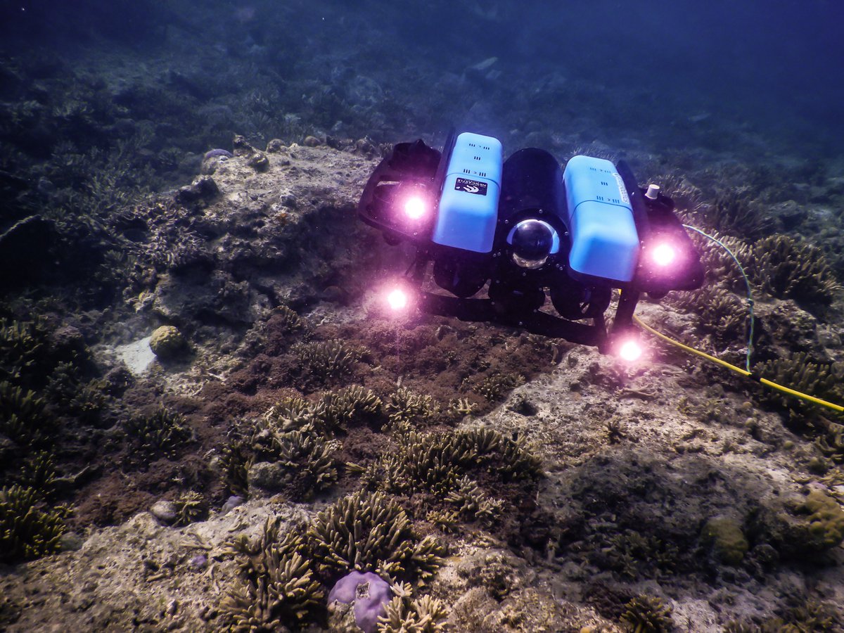 Remotely operated vehicles (#ROV) have come a long way. They're now at a stage where they can be BETTER than snorkelers to conduct research on fishes. @BlueRobotics @UON_research @Uni_Newcastle @MEG_MQ Latest paper: sciencedirect.com/science/articl…