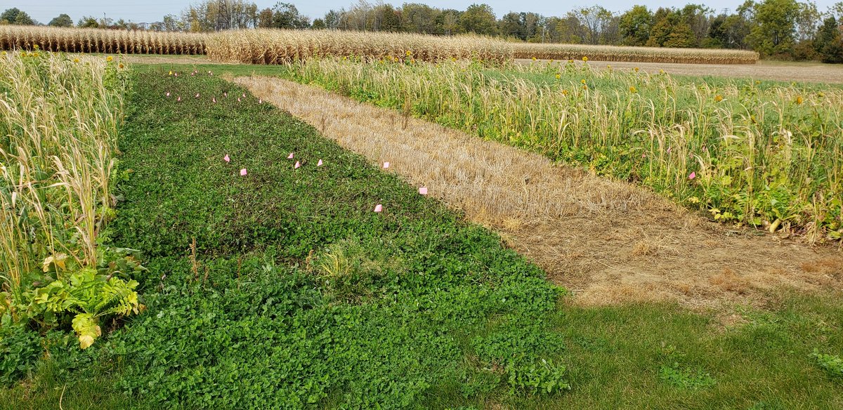 cropdoc2's tweet image. Longterm cover crop strips look good after winter wheat at Ridgetown, ON.  In the 12-way mixture, frost took out the buckwheat a few weeks ago, and the sorghum last week.