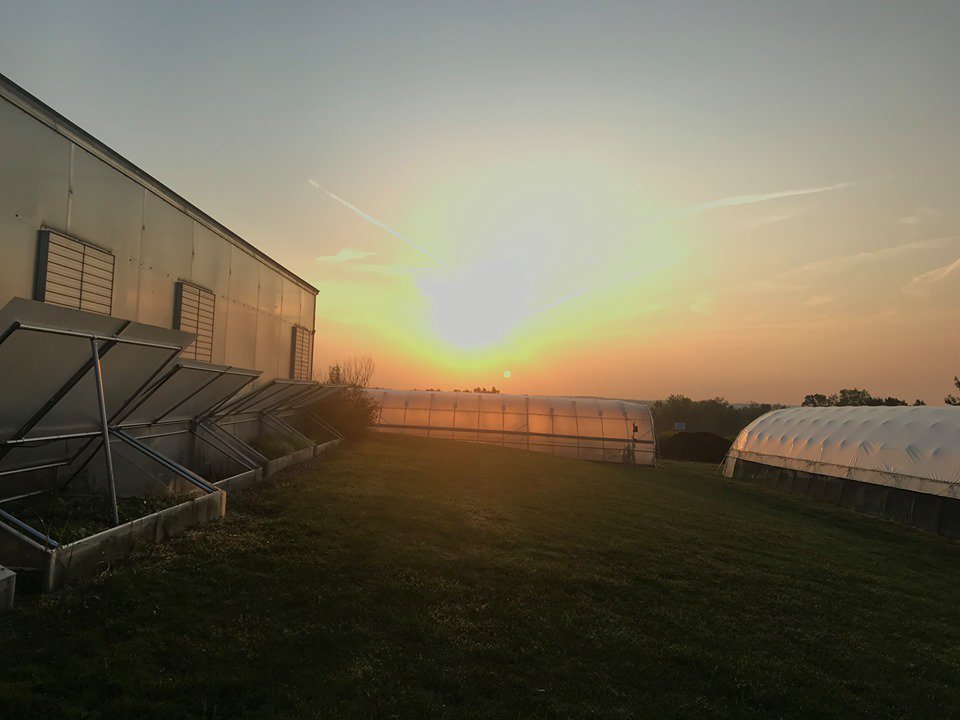 The morning view of the hoop houses and cold frames!