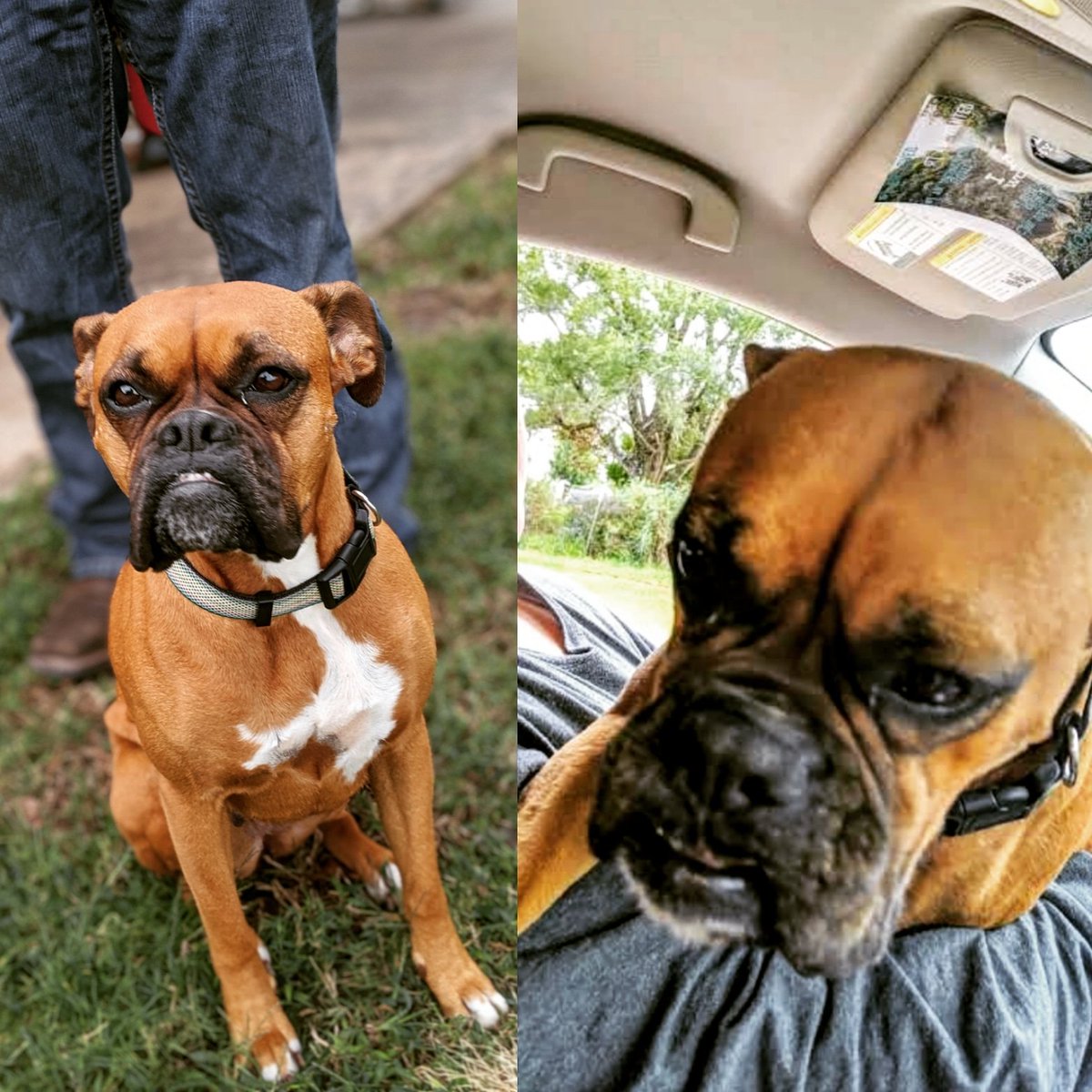 PestTight's tweet photo. Pulled up to a customer's house and this sweet girl jumped in!  Even Bella is excited about being a member of the Sleep Tight family. 
#yourfamilyisourfamily #sleeptight #pestcontrol #furbabies #bella https://t.co/DdyDCK08tE